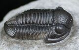 Gerastos Trilobite - Fine Preservation (ON EBAY) #2500-2